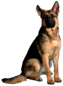 german shepherd