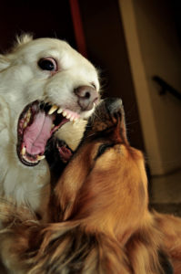 aggressive dogs