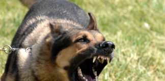 Aggressive Dogs - Part 1