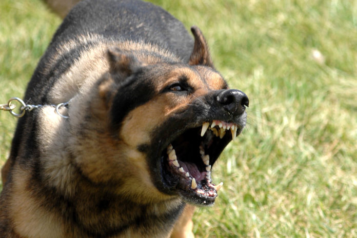 Aggressive Dogs - Part 1